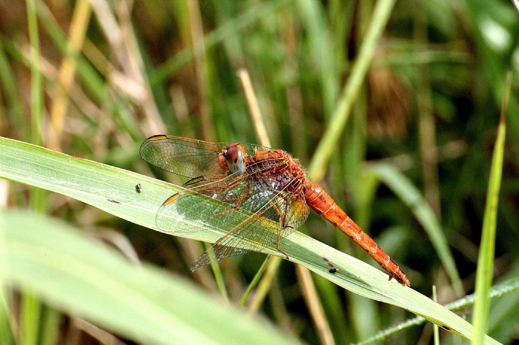 Crocothemis erythraea maschio? - (femmina androcroma)
